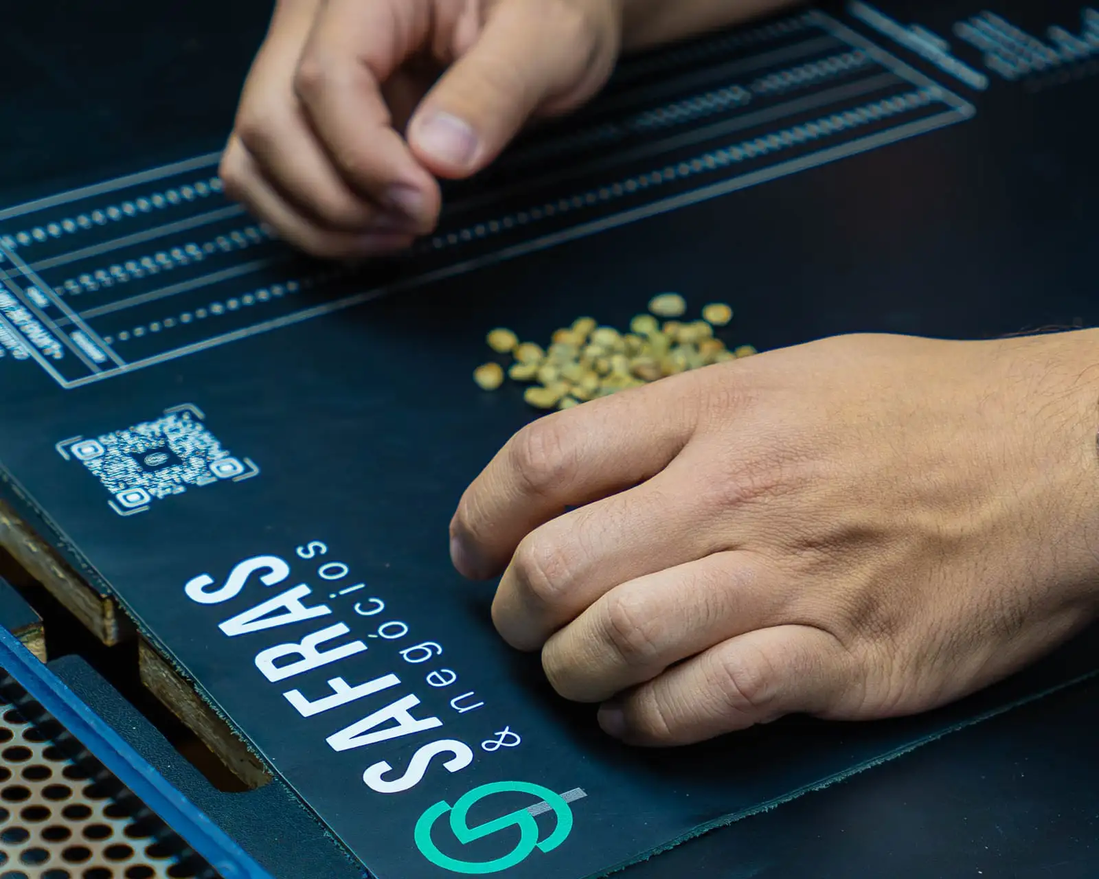 Mãos separando grãos de café verde sobre tapete preto de classificação da Safras & Negócios