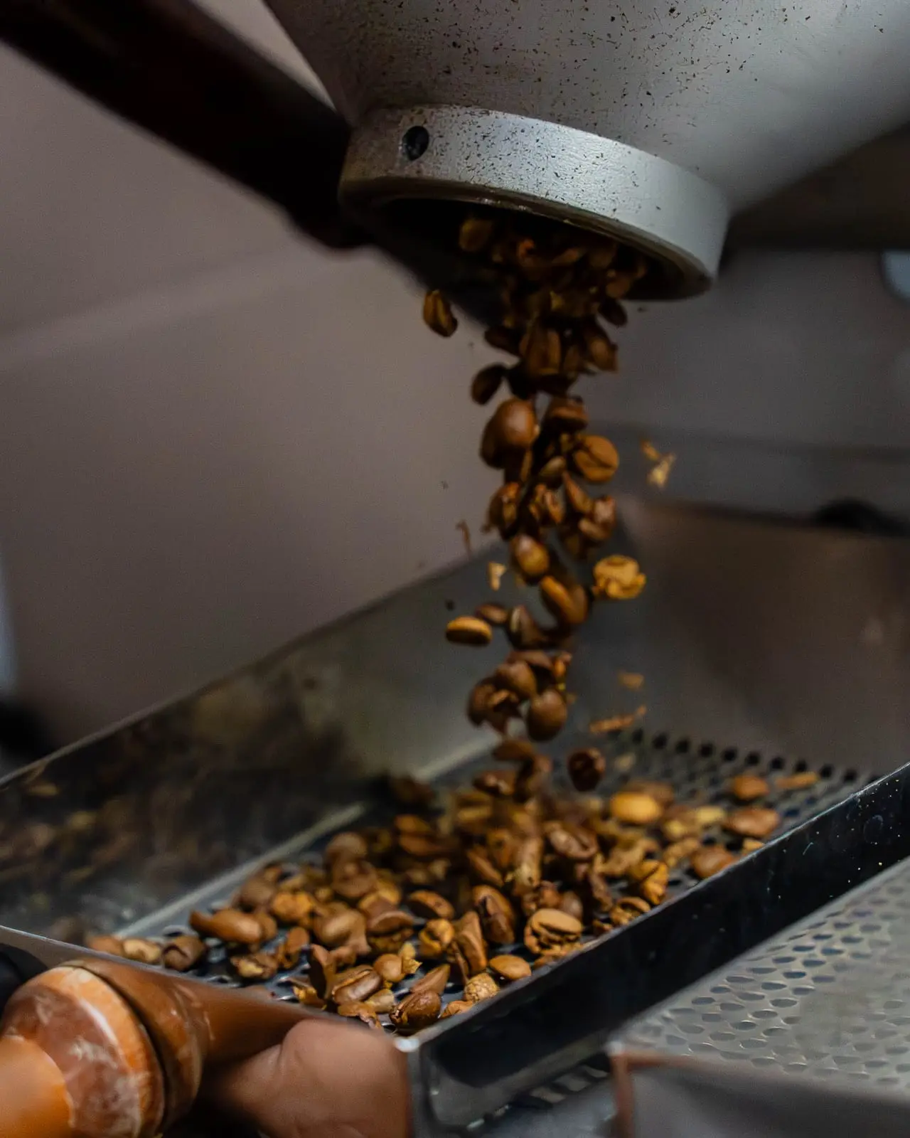 Grãos de café torrados saindo do torrador para a bandeja de resfriamento